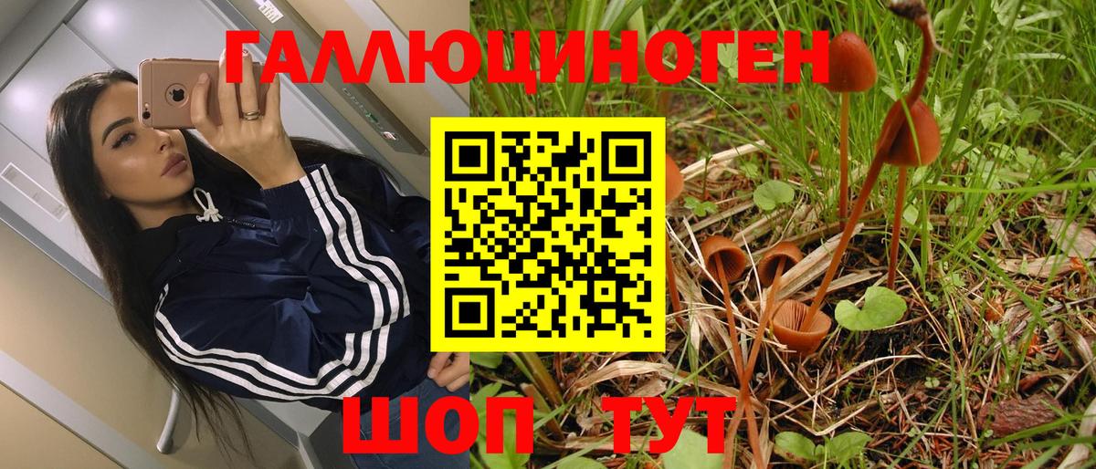Галлюциногенные грибы Psilocybe Верхняя Салда